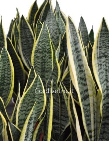 Pianta di sansevieria h. 40 in vaso vetro