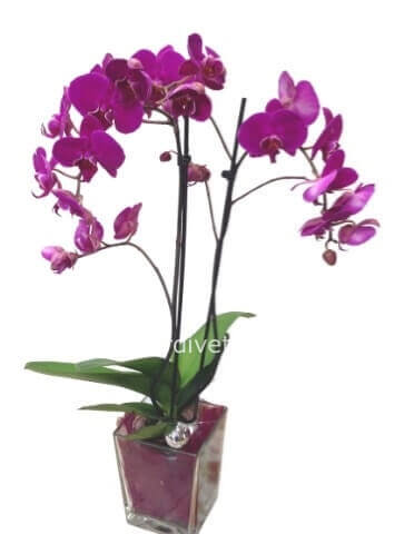 Pianta di Phalaenopsis, diversi colori a richiesta, secondo disponibilità