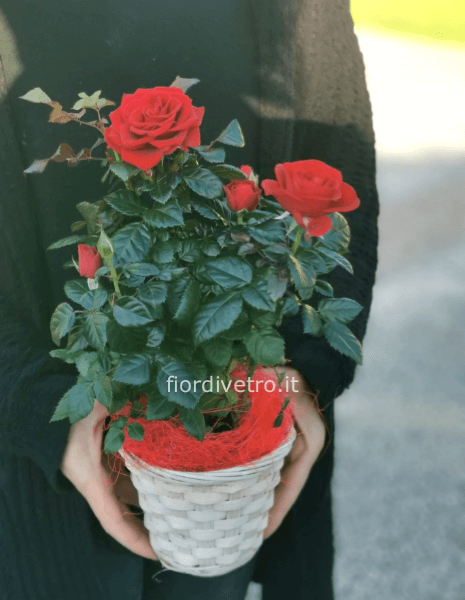 Rosa con incarto (no vaso aggiuntivo)